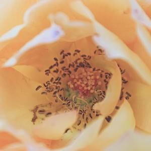 Meet your Posher, Iris